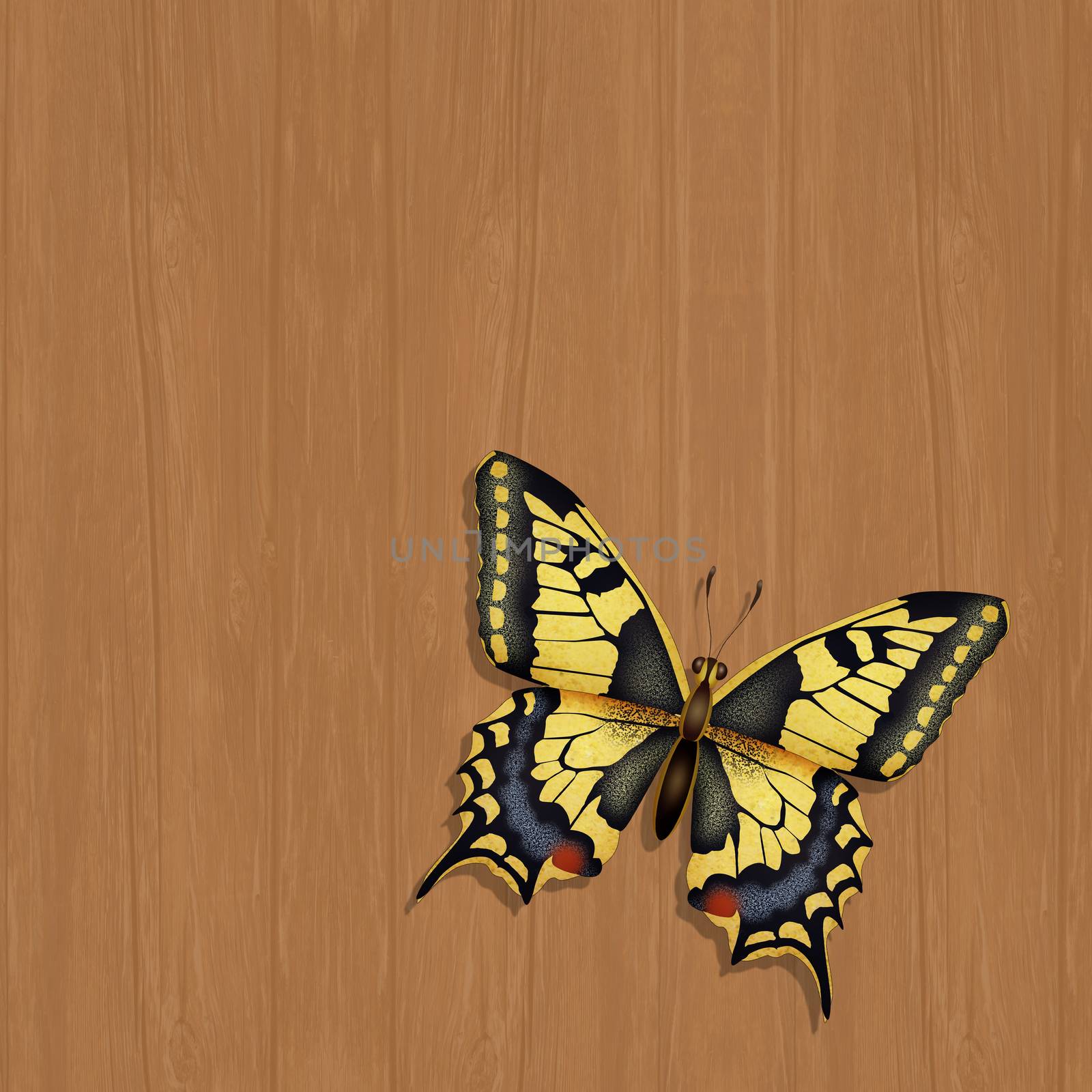 illustration of the swallowtail by adrenalina