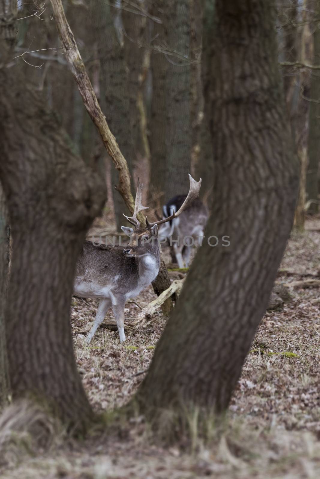 young shy male deer in the forest in holland  by compuinfoto