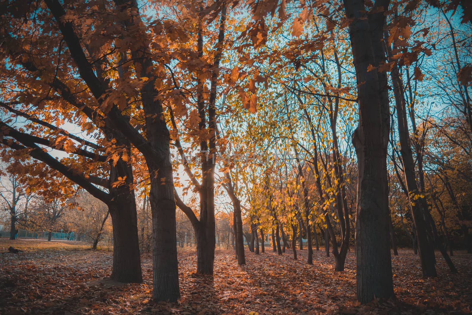 An autumn landscape in the park on a beautiful sunset with some golden colors.