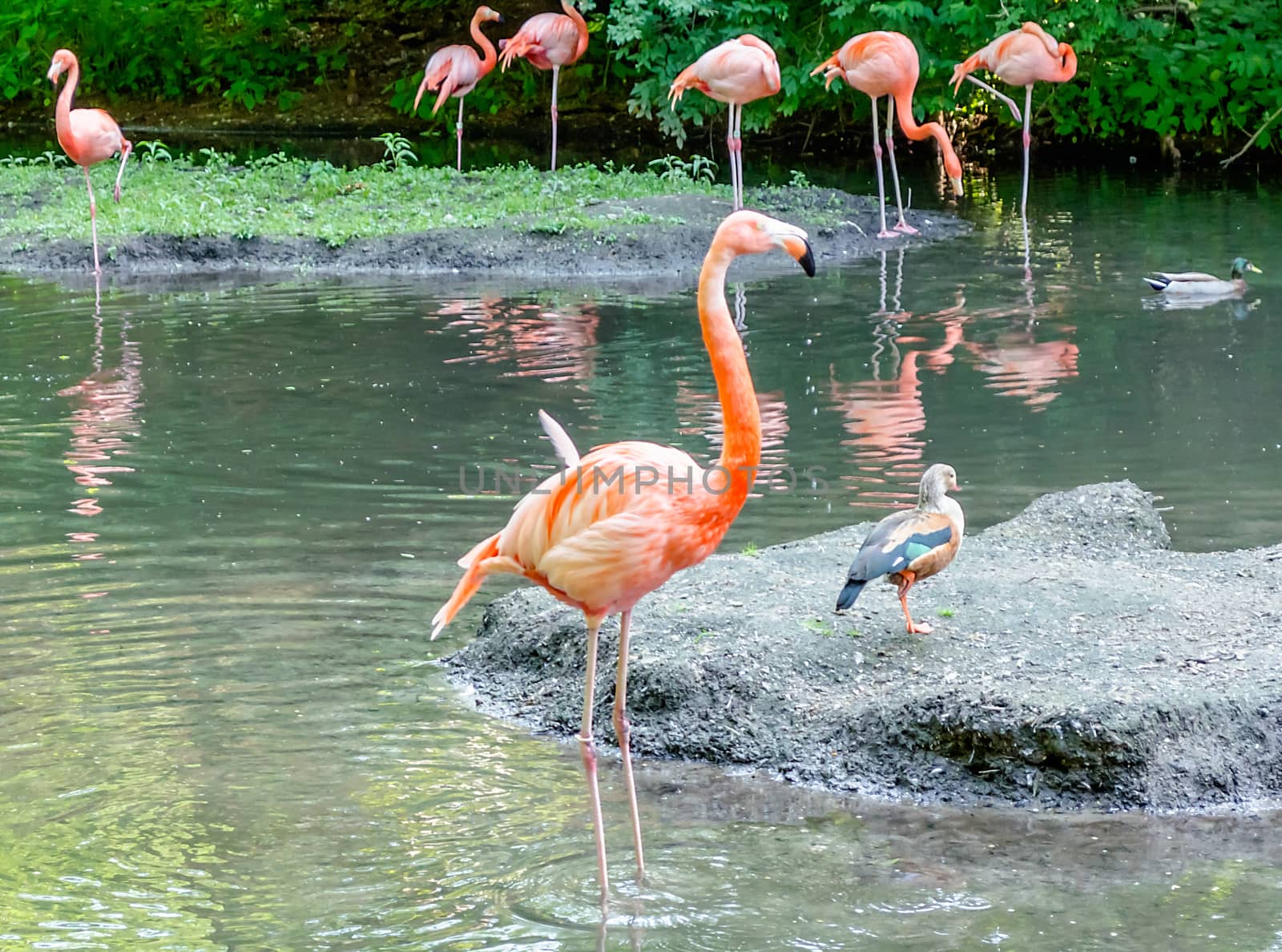 A group of colorful flamingos bathing in the pond