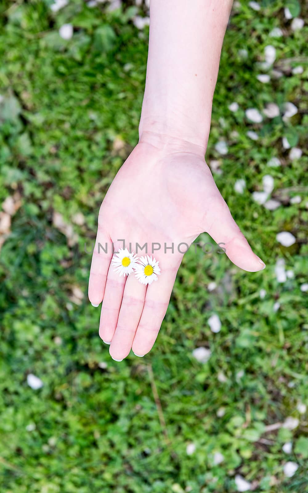 A female hand holding 2 daisies among fingers by marcorubino