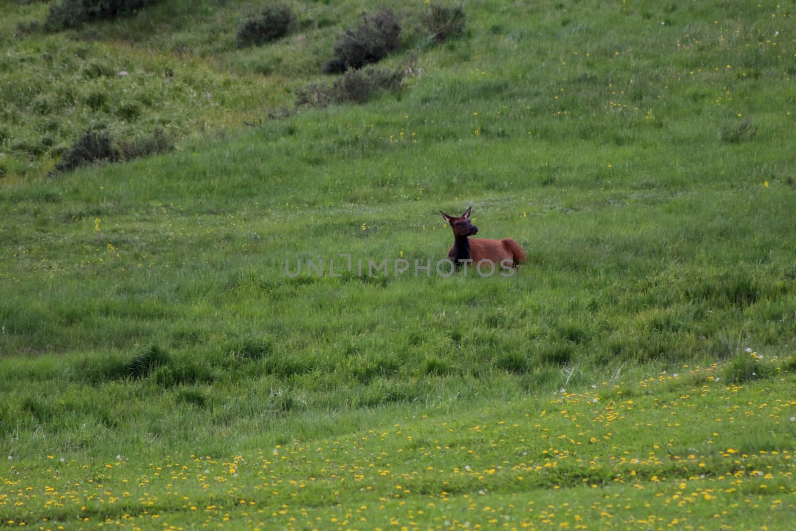 A Elk laying on top of a lush green field by gena_wells