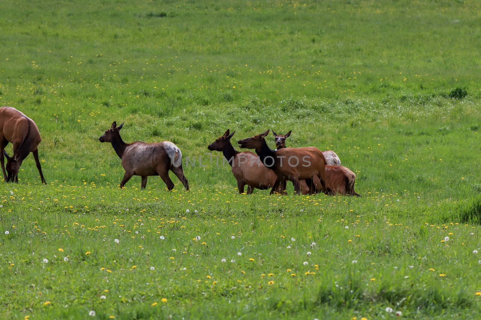 A group of elk grazing on a lush green field by gena_wells