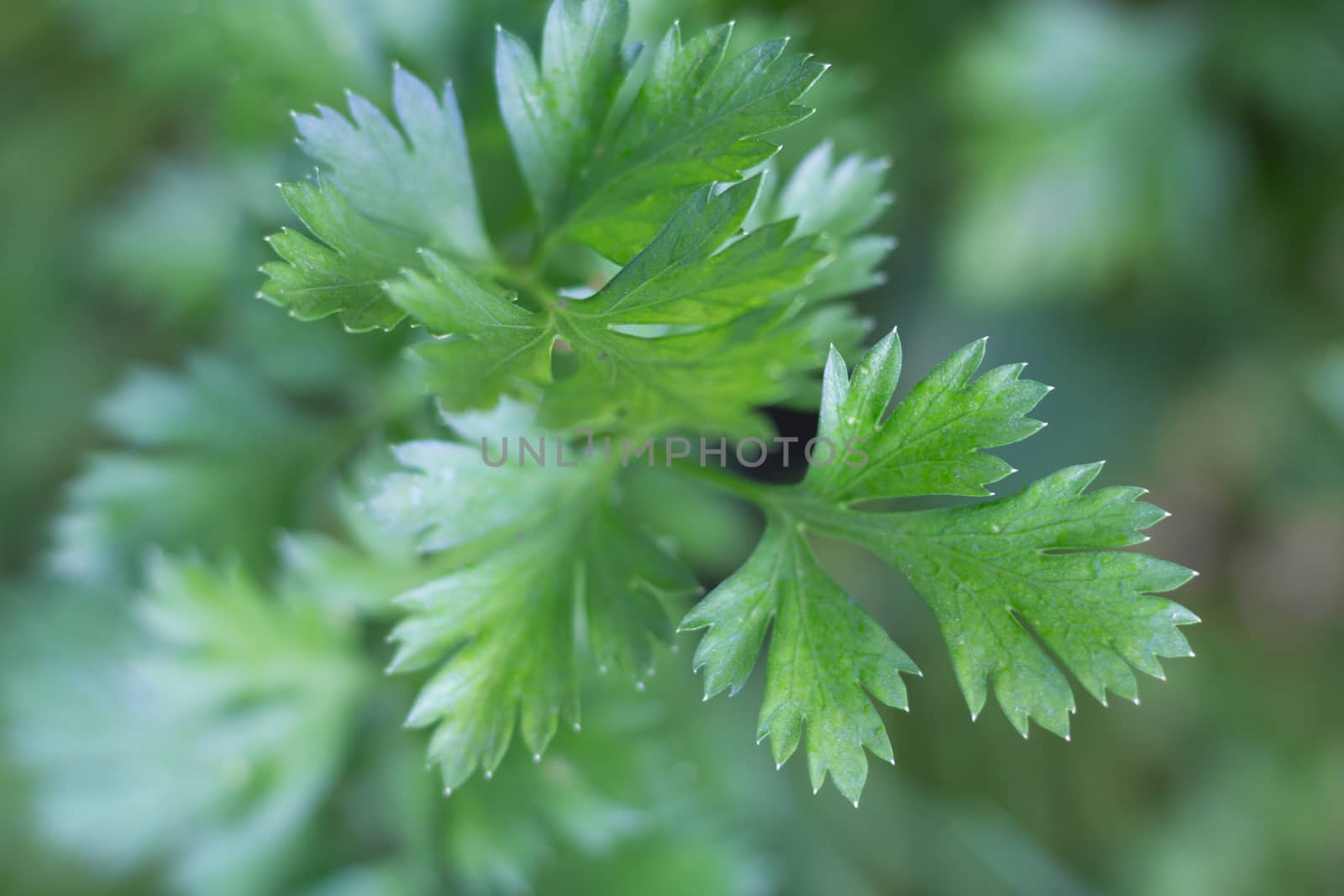 detail of parsley leaves grown in the organic garden by GabrielaBertolini