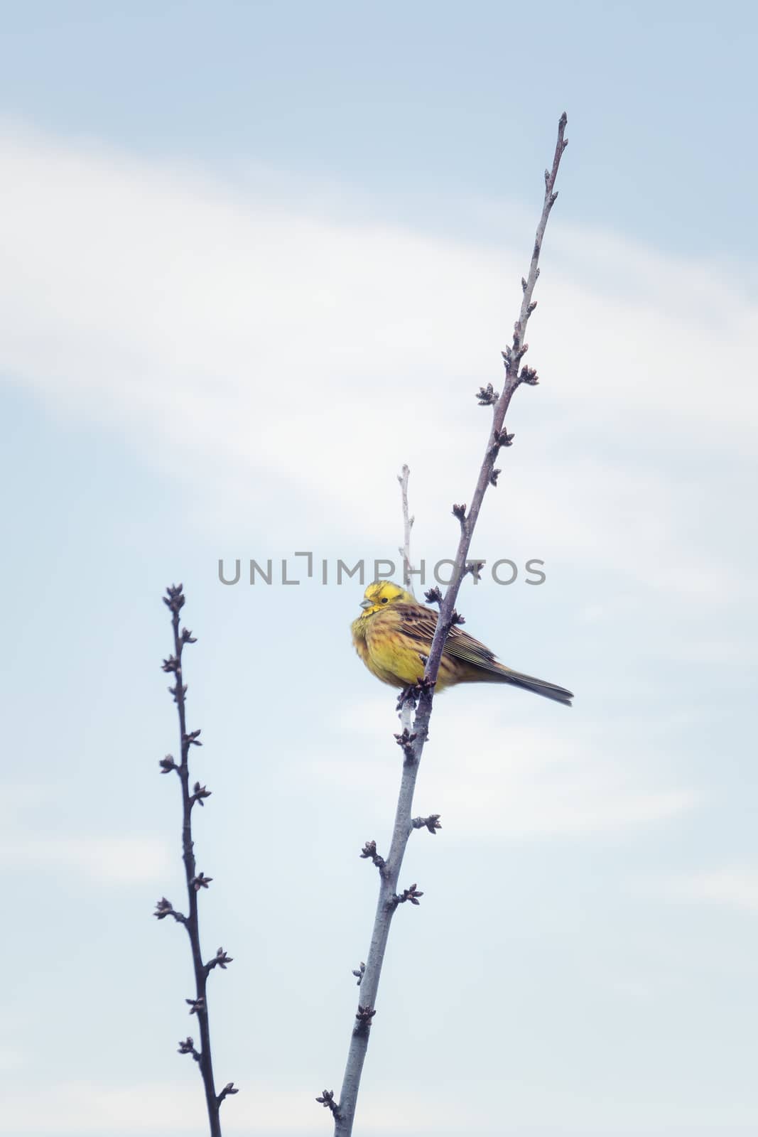 Bird European greenfinch (Chloris chloris)in the nature perched on tree branch. Czech Republic wildlife