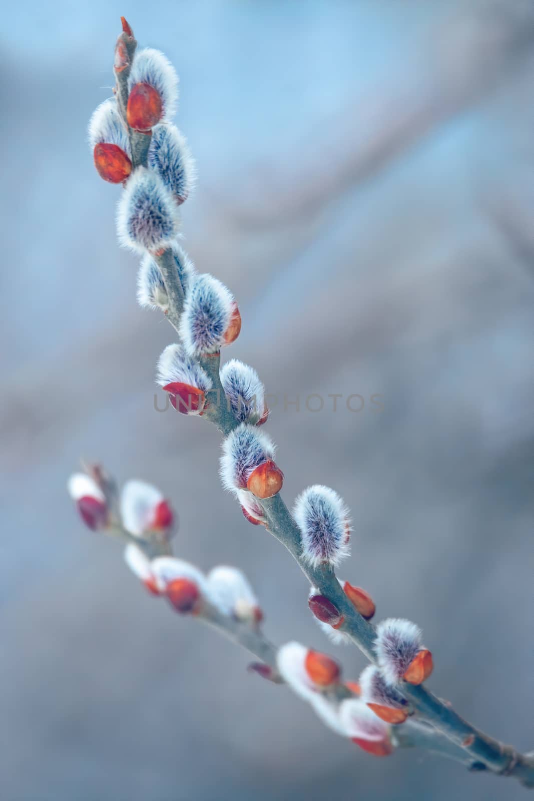 pussy-willow willow branches in bloom, spring concept, Easter holiday, background