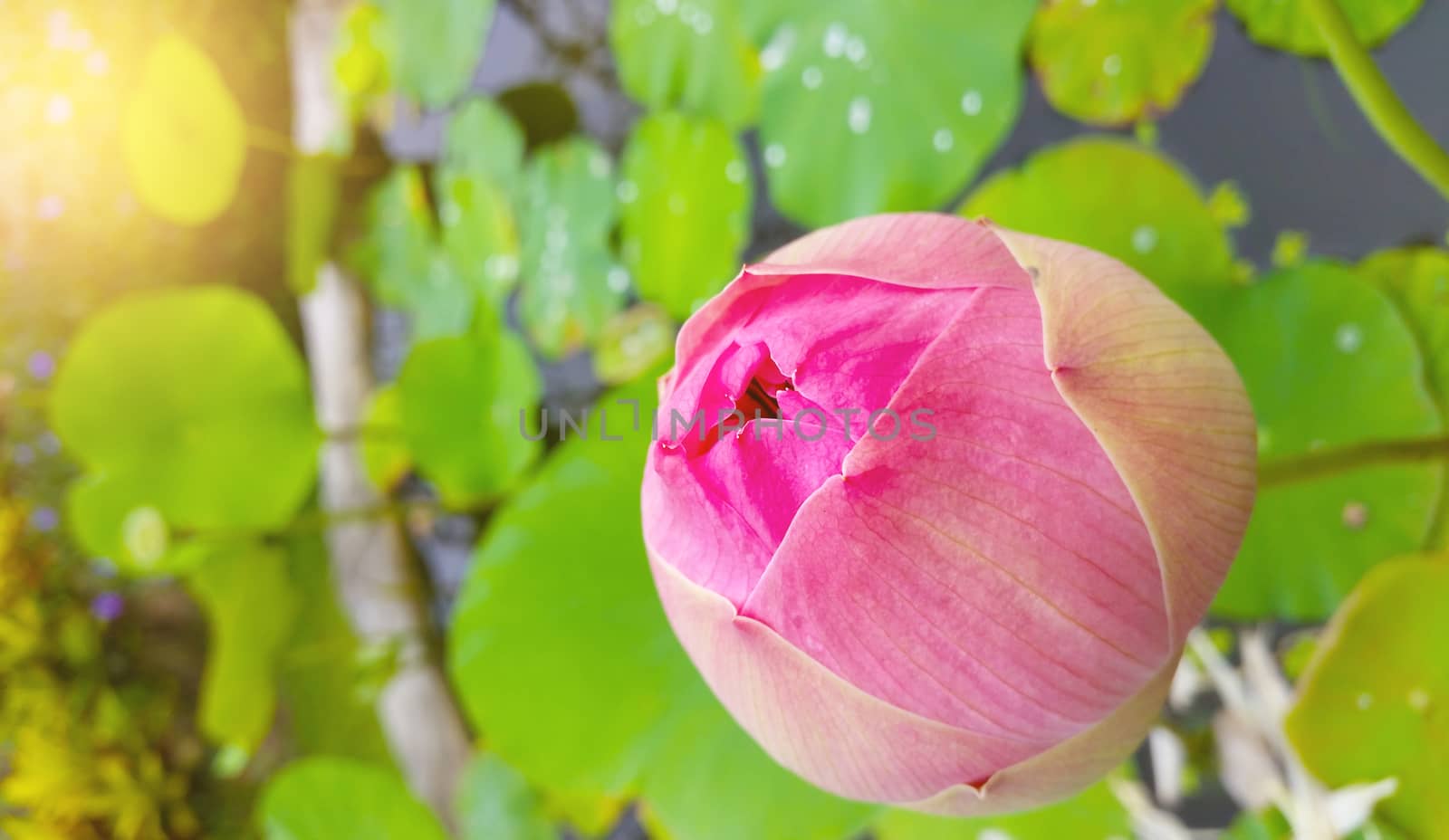 Pink lotus blossoms flower blooming on pond.