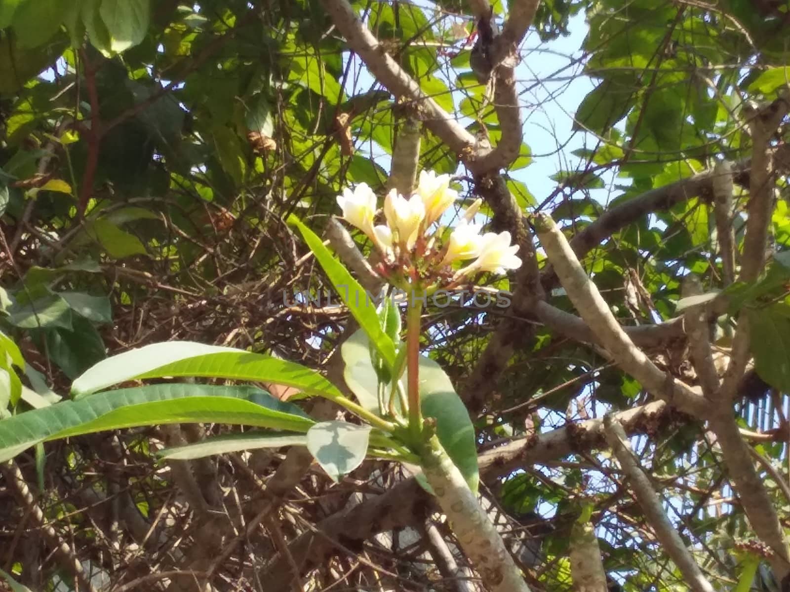 flowers on a tree