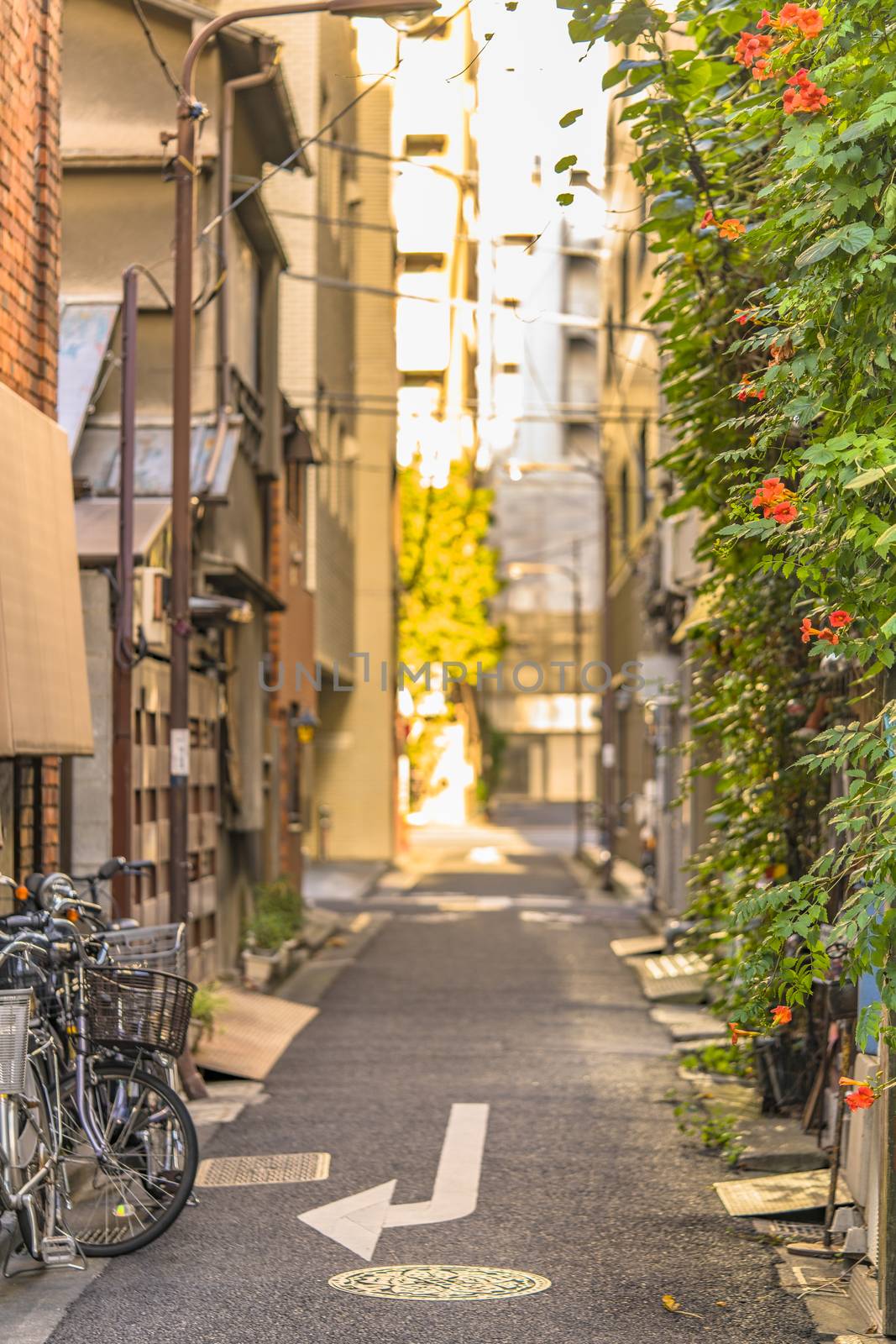 Walls covered with foliage and Bignoniaceae flowers horn trumpet vine in a small alley adjacent to the Kanda Station on the Yamanote Line. The street extends over 300 meters and has 100 shops.