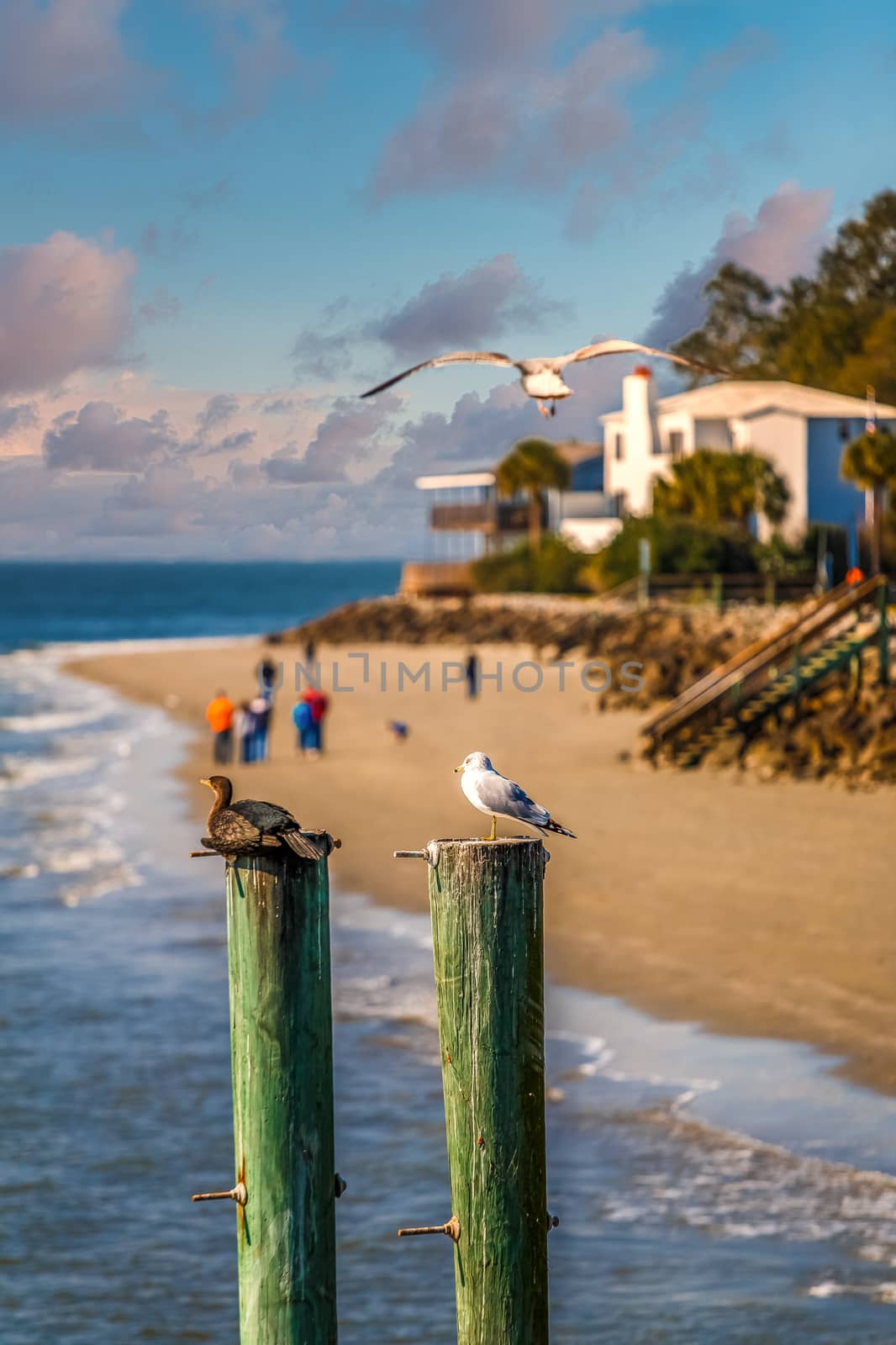 Two seabirds on weathered pilings rising from the sea