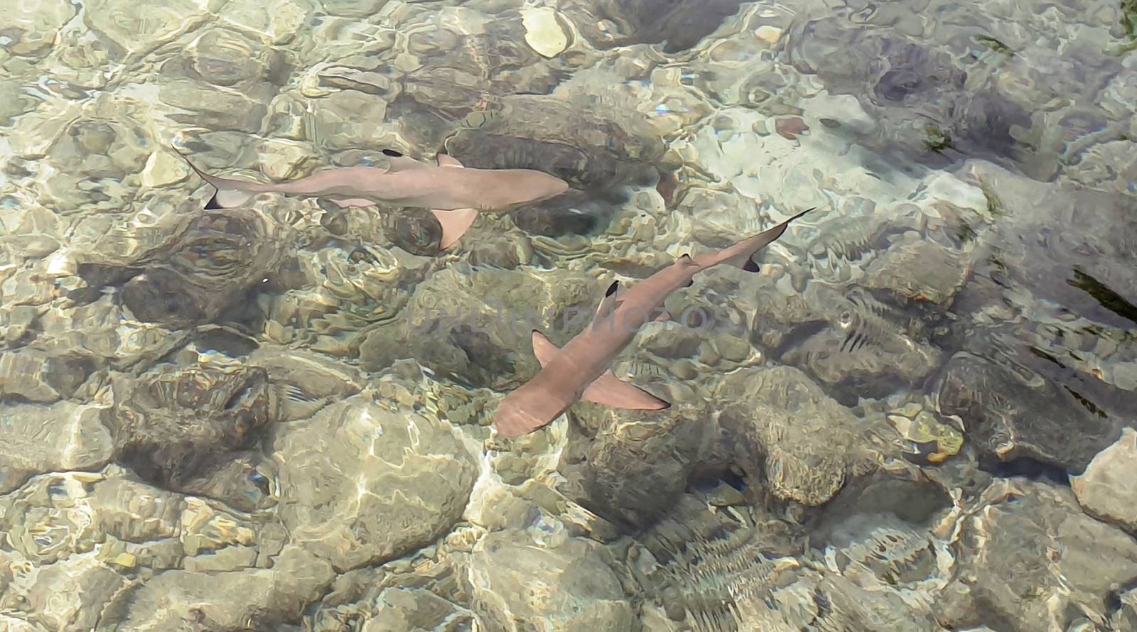 Reef sharks swim in shallow water