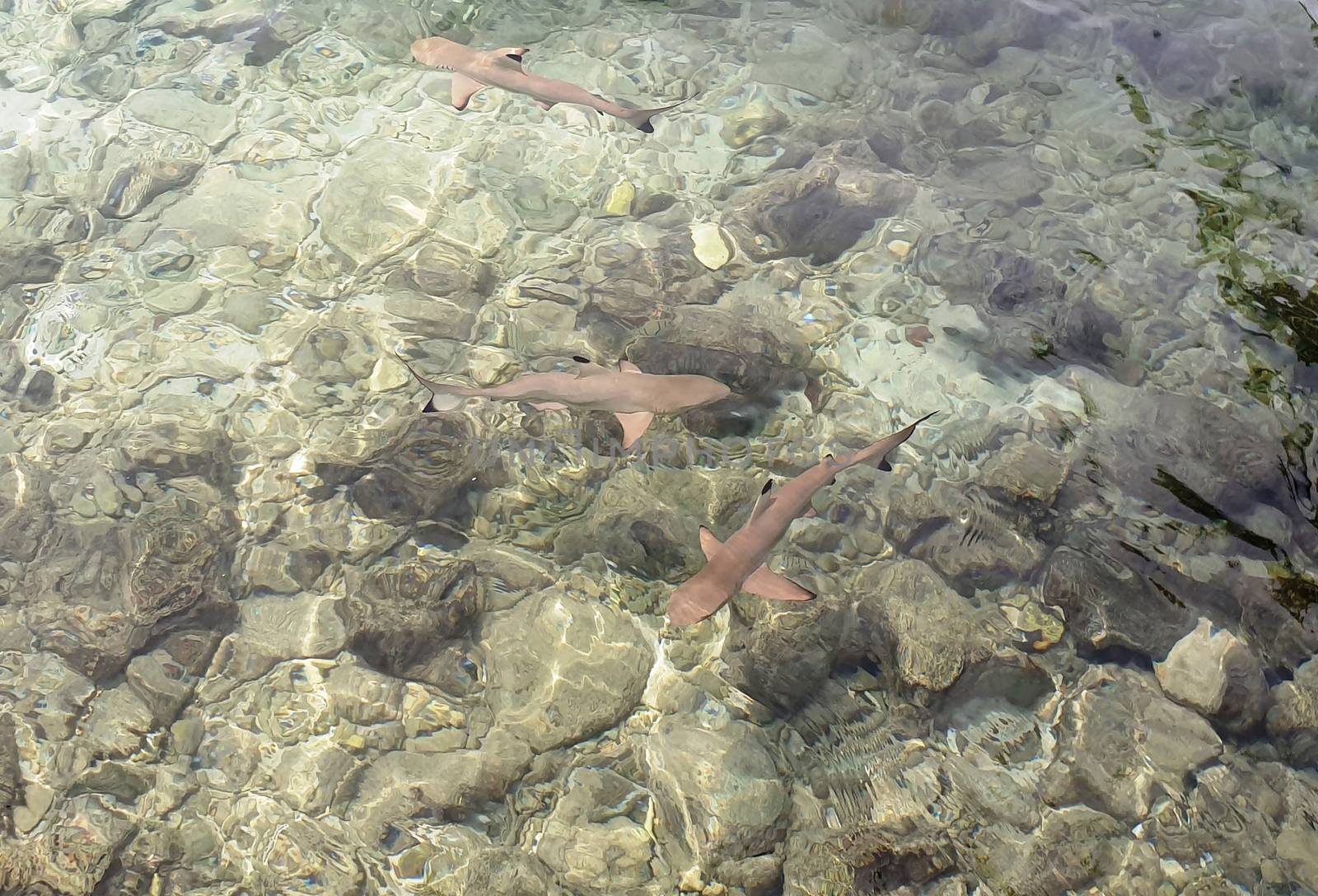 Reef sharks swim in shallow water