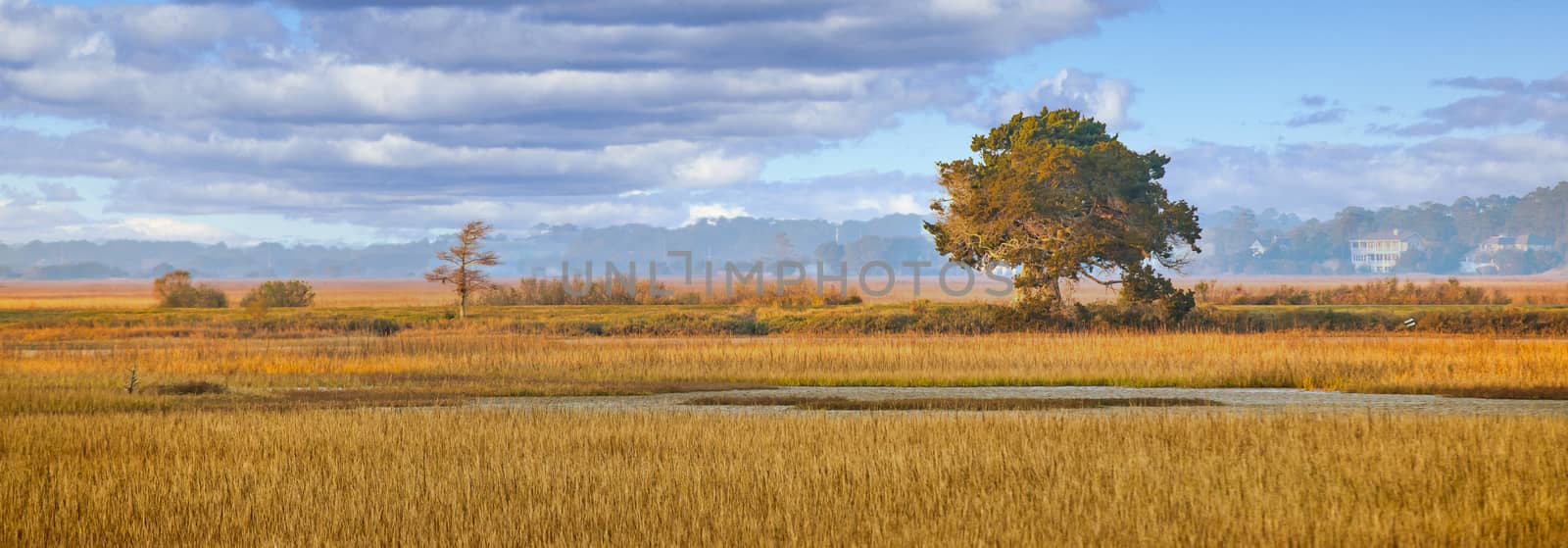 A tree in early morning light falling on a wetland marsh