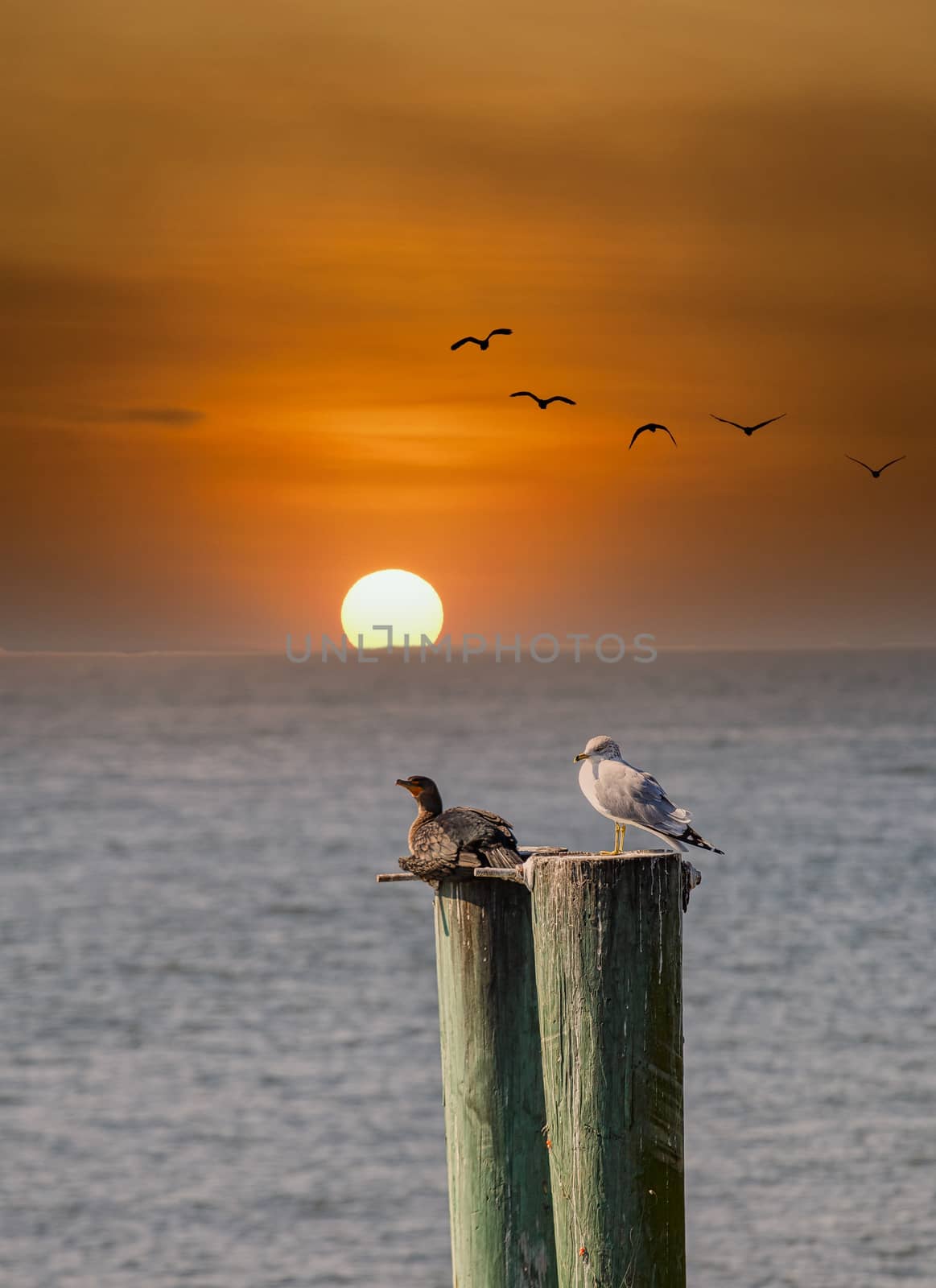Two seabirds on weathered pilings rising from the sea