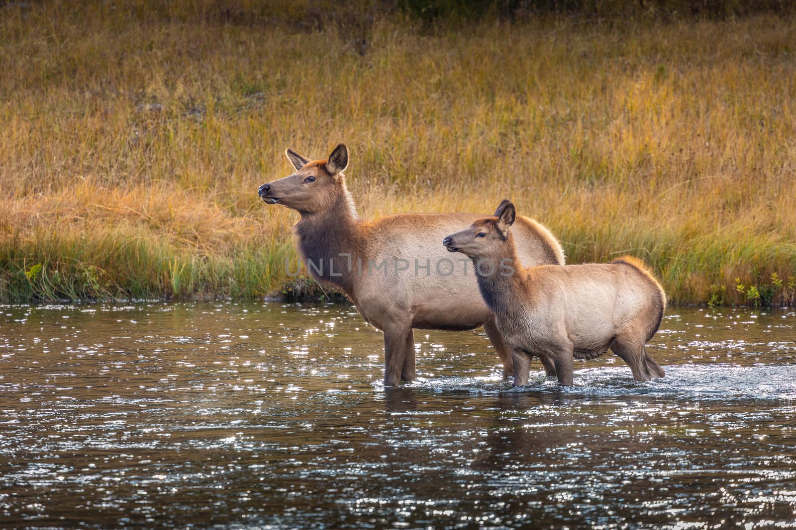 Deers standing in middle of shallow river and looking around to escape from dangerous animals in woods of Yellowstone National Park, Wyoming, USA.