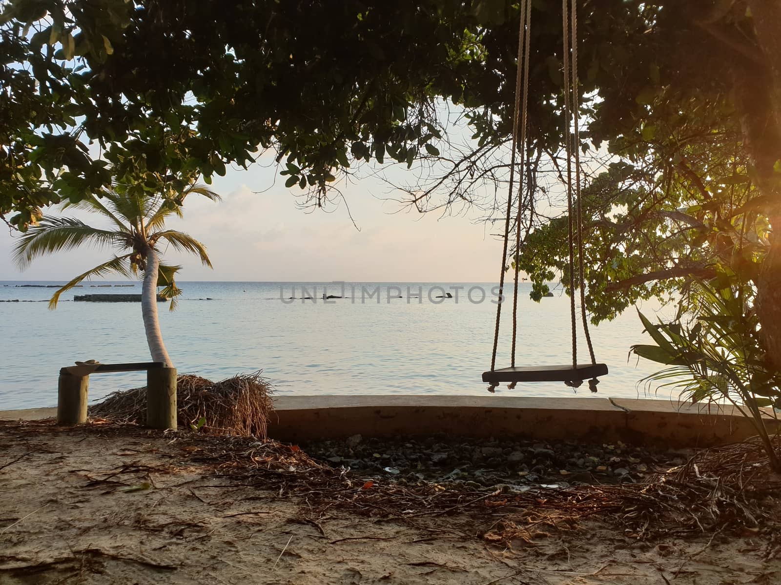 Tropical trees on the shore of the blue ocean.