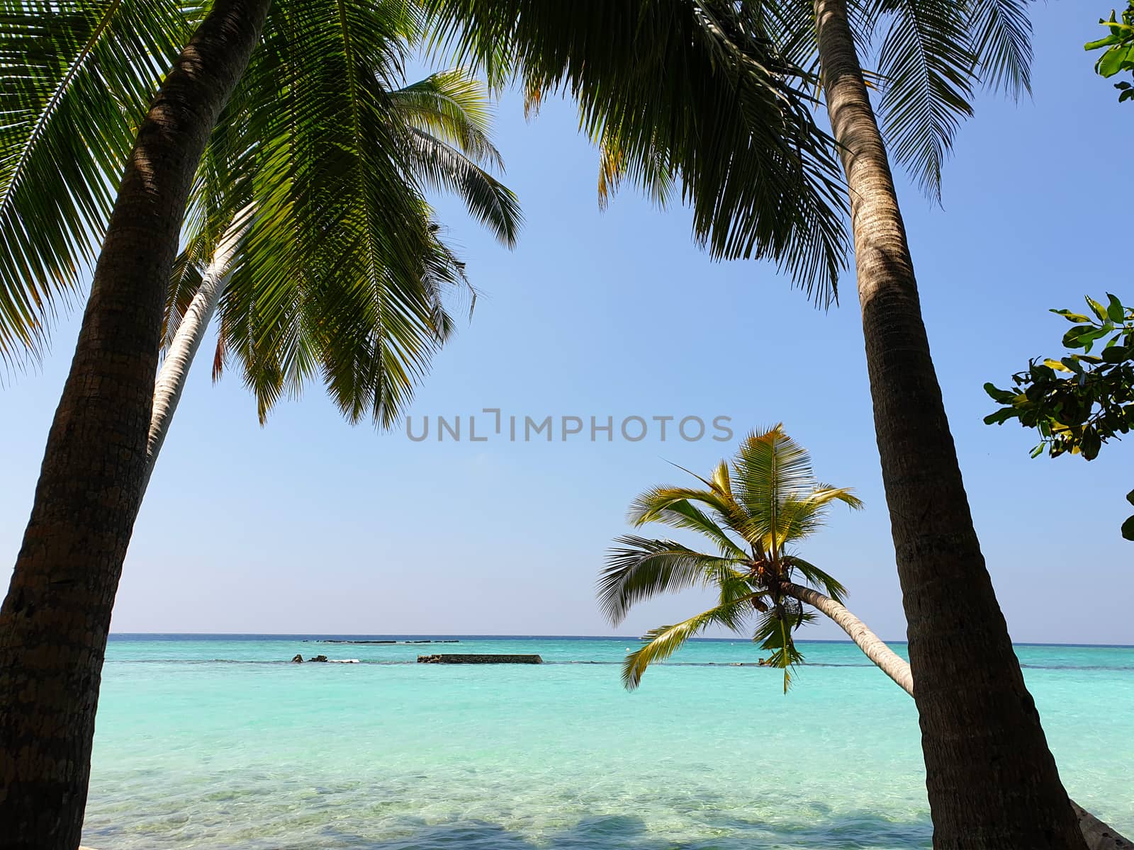 Maldives. Tropical trees on the shore of the blue ocean. by mdsfotograf