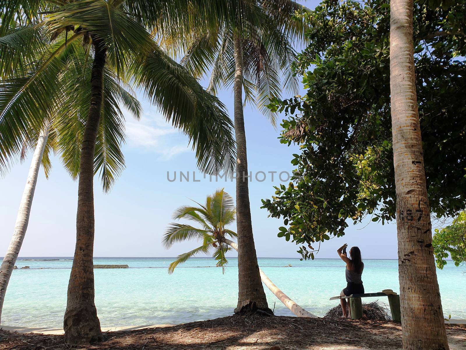 Tropical trees on the shore of the blue ocean.