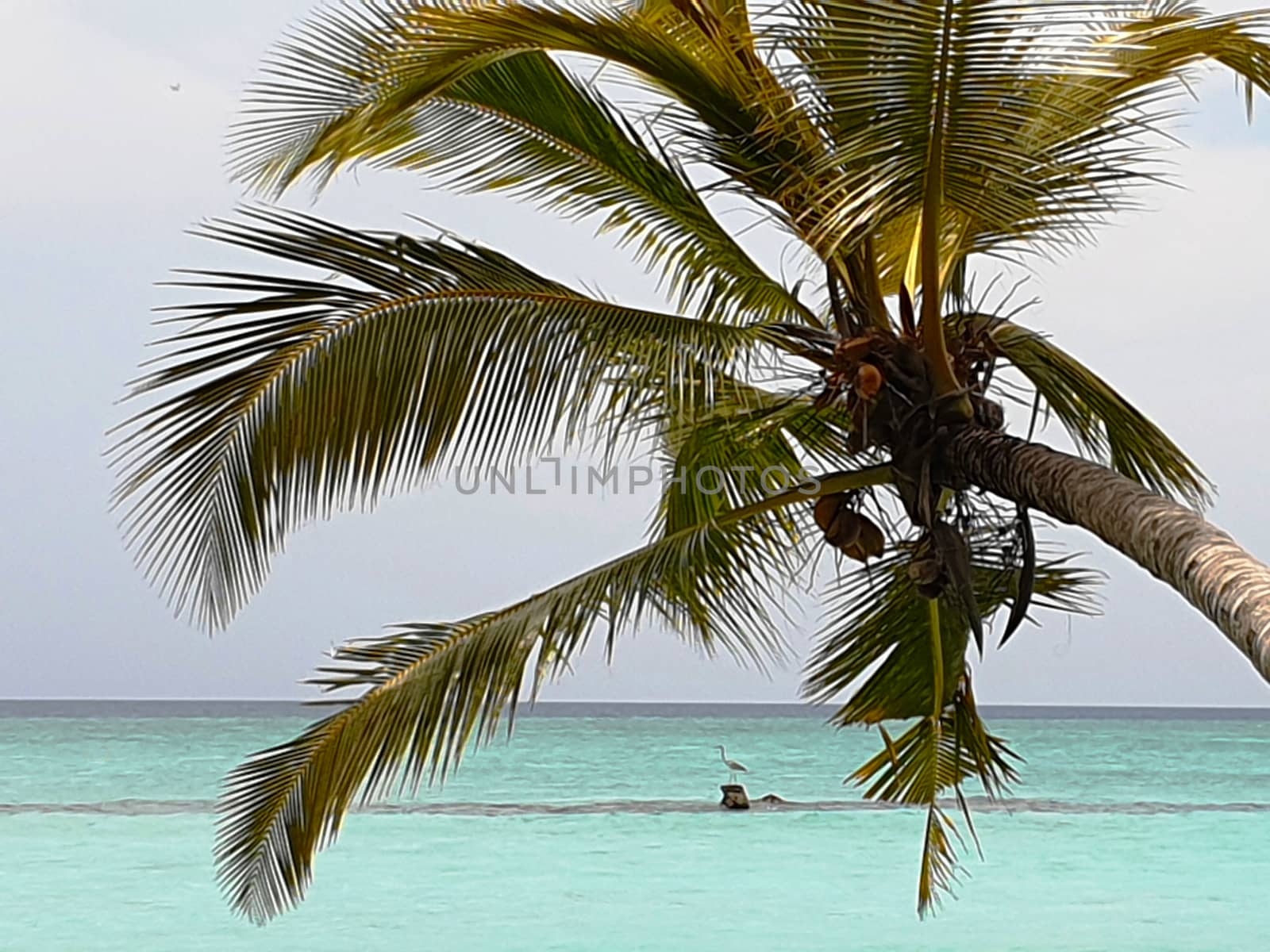 Maldives. Tropical trees on the shore of the blue ocean. by mdsfotograf