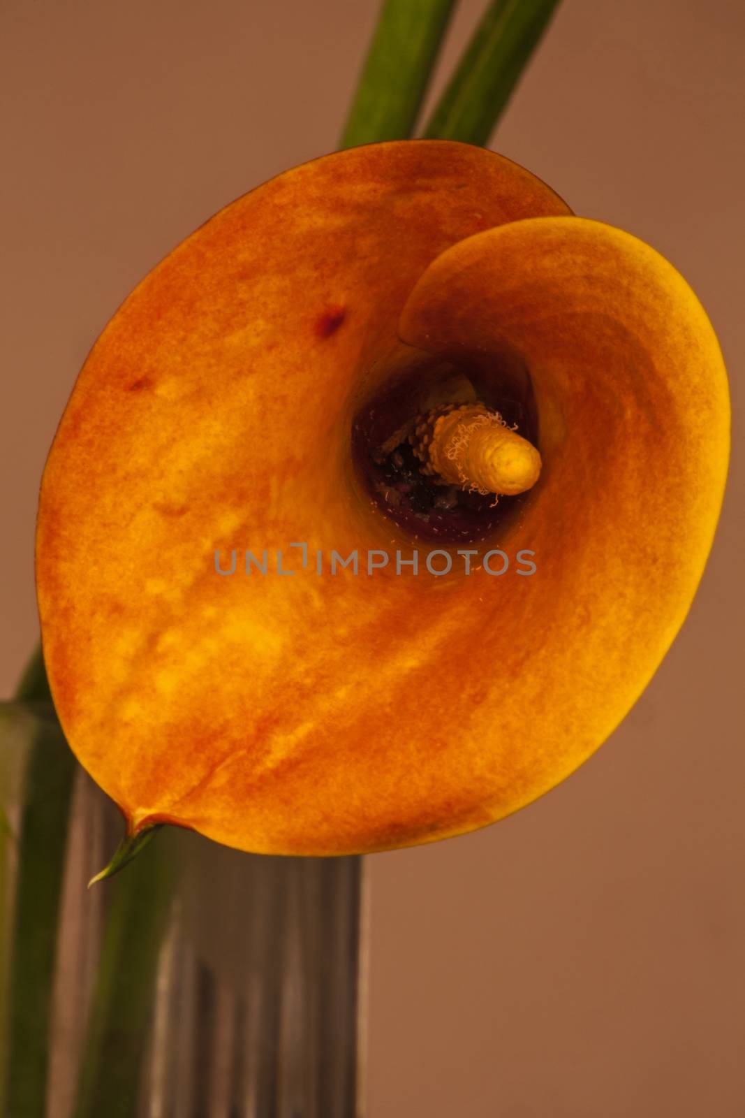 Arum Lily (Zantedeschia pentlandii) hybrid 1 by kobus_peche