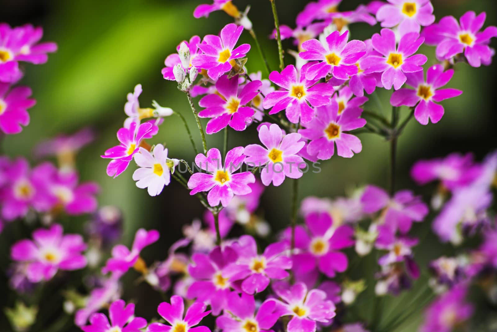 Macro image of Fairy Primula (Primula malacoides) in the garden