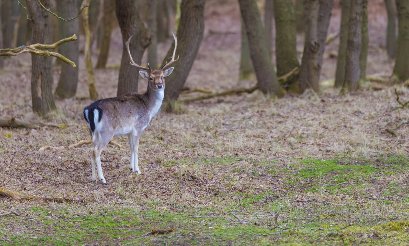 young shy male deer in the forest in holland in march in de ruigenhoek