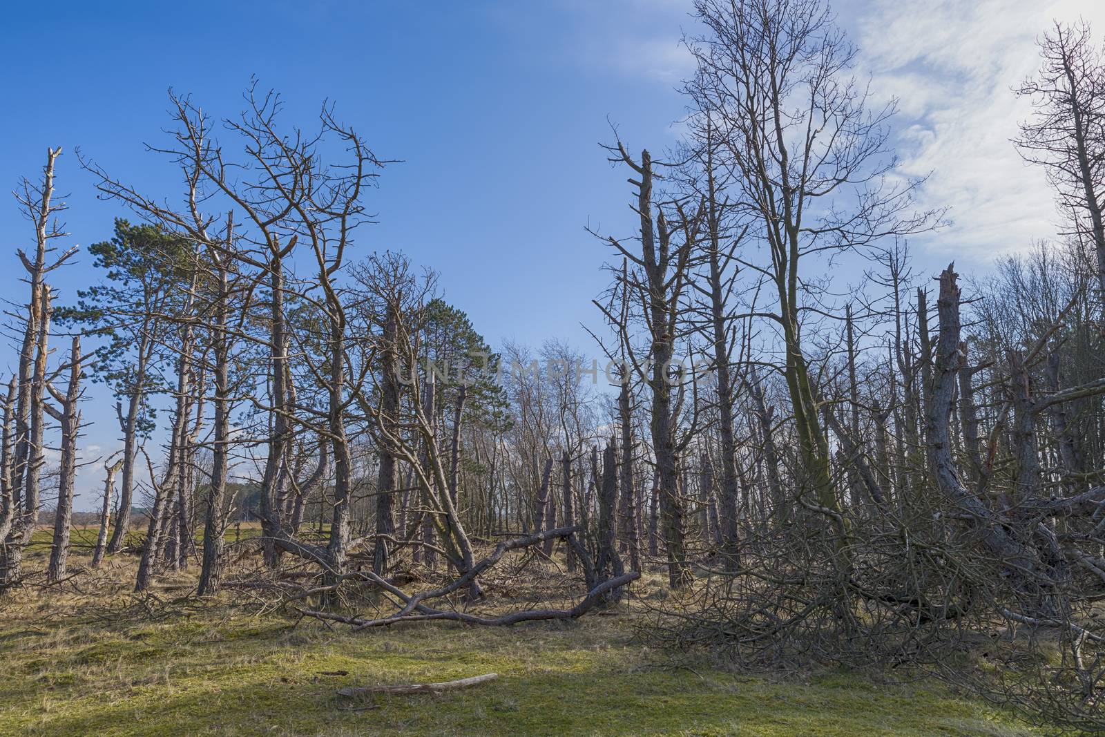 In the national park awd in holland the trees suffer from the dry year 2019 and all the trees look dead now