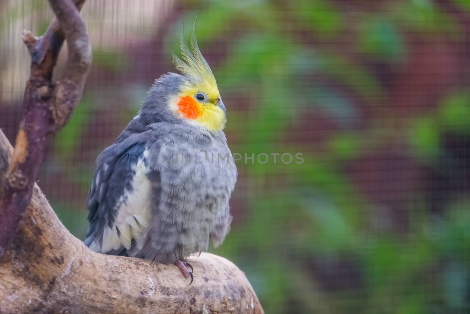 Closeup portrait of a cockatiel sitting on a branch, tropical bird specie from Australia