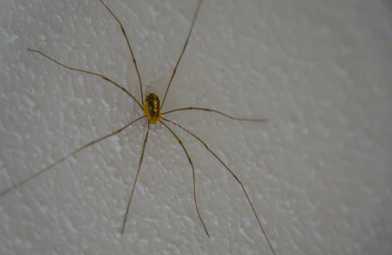 closeup of a harvestmen spider, common arachnid specie from Europe that is often found in houses by charlottebleijenberg