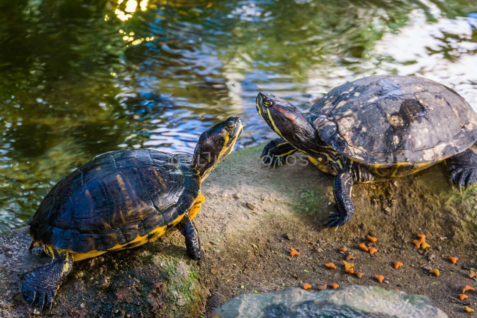 cumberland slider turtle couple together on a rock, tropical reptile specie from America by charlottebleijenberg