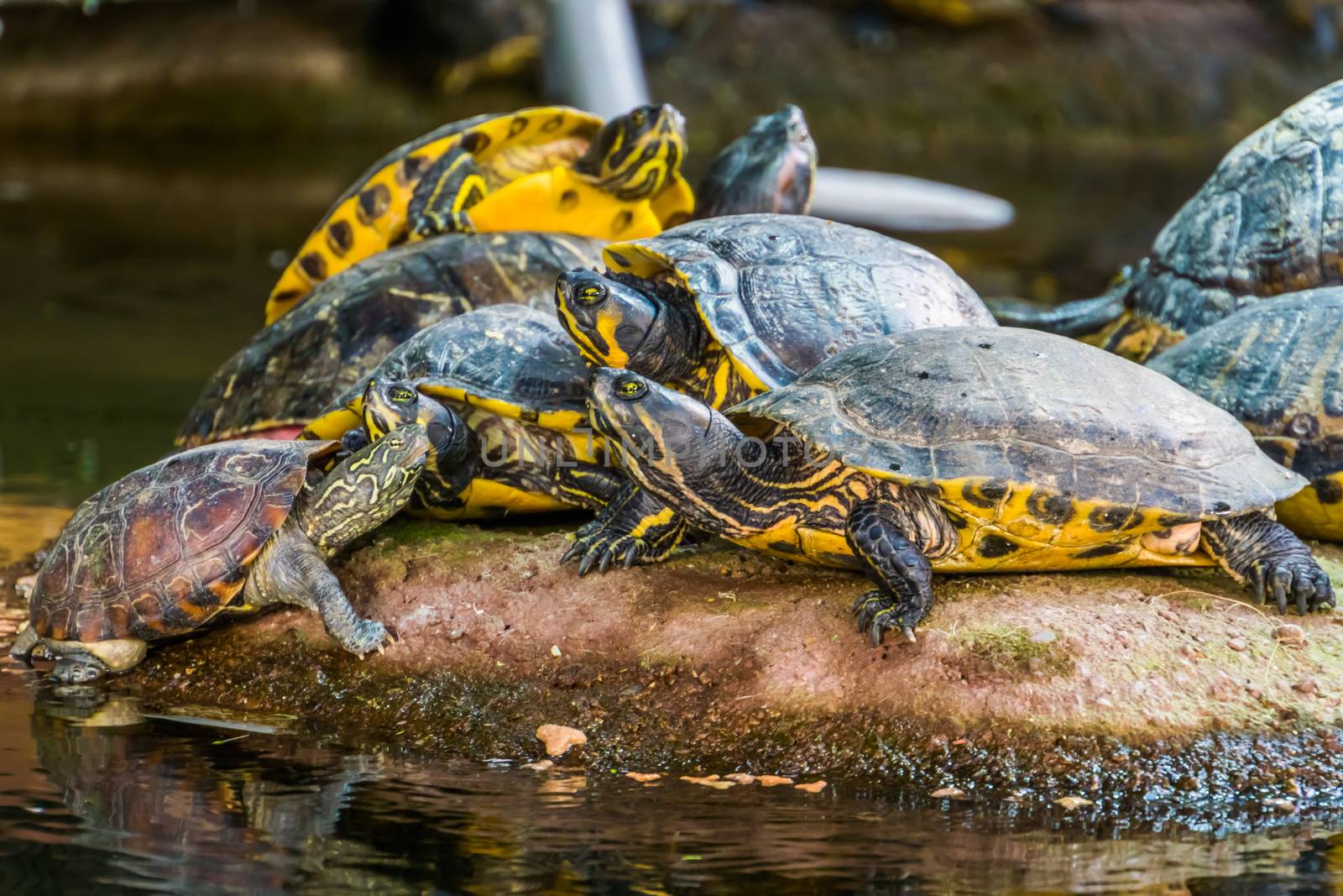 group of swamp turtles basking, typical animal behavior, tropical reptile specie from America by charlottebleijenberg