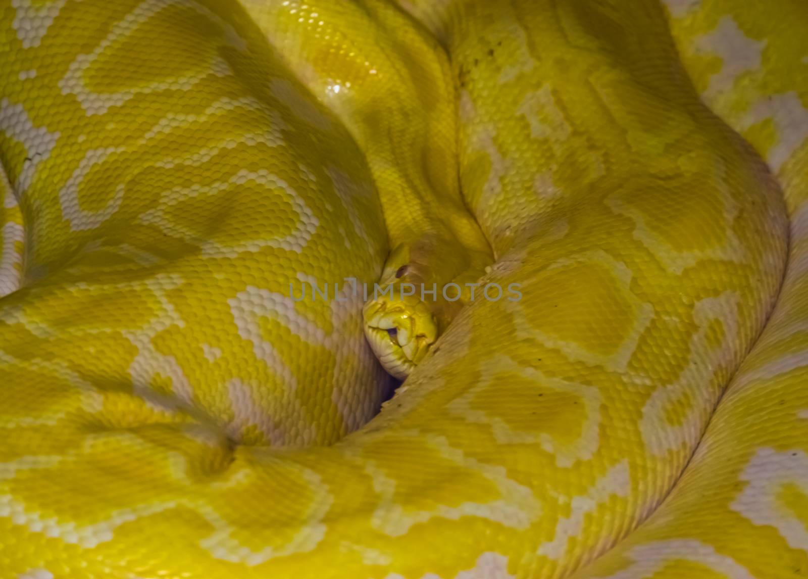 closeup of a yellow and white asian rock python, popular tropical reptile specie from India