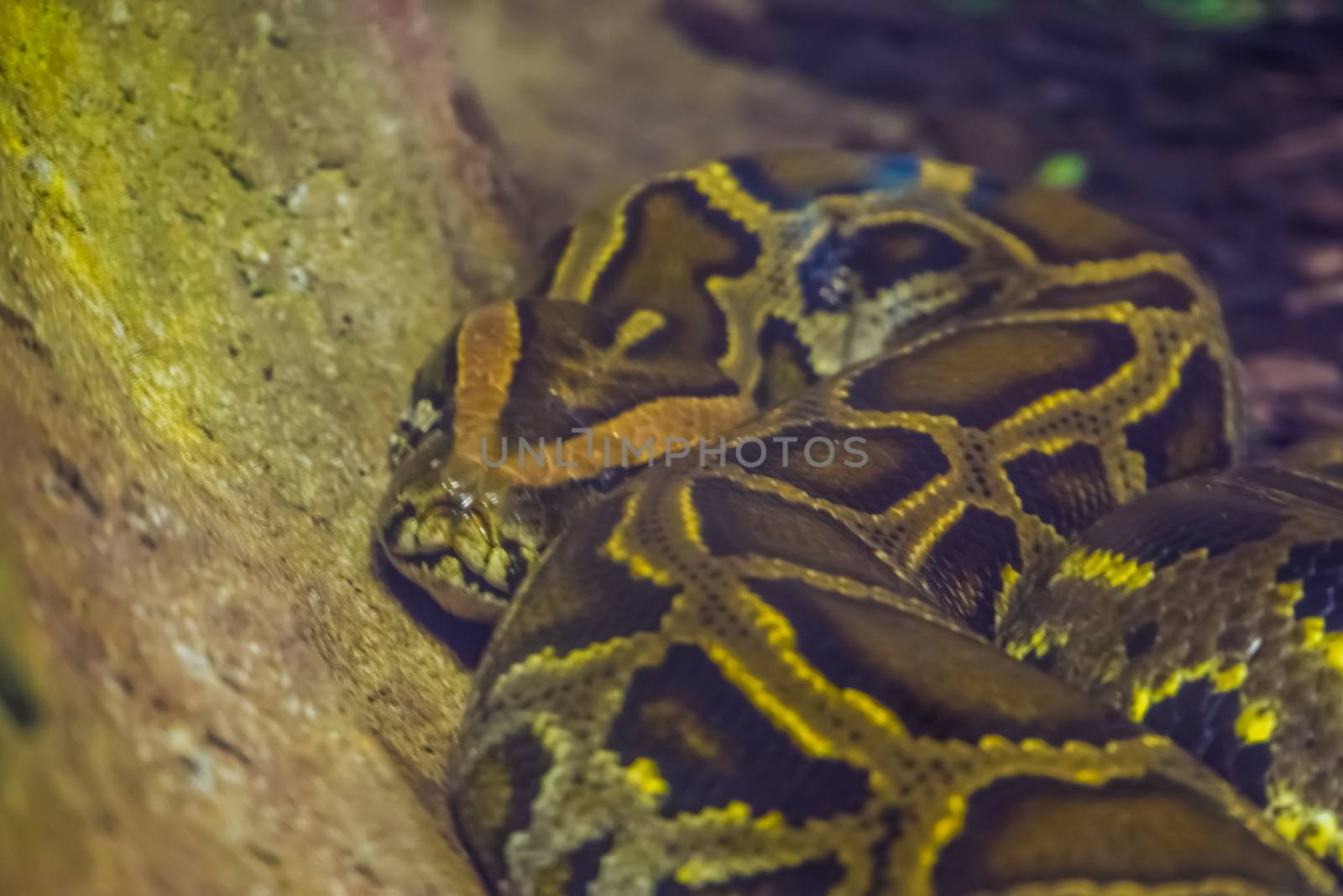 closeup of a brown asian rock python, popular tropical reptile specie from India