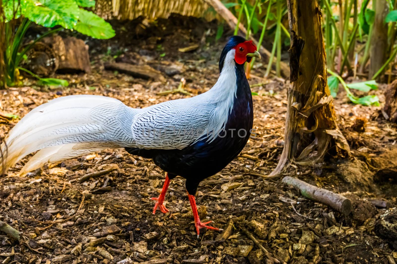 Male silver pheasant in closeup, tropical bird specie from Asia by charlottebleijenberg