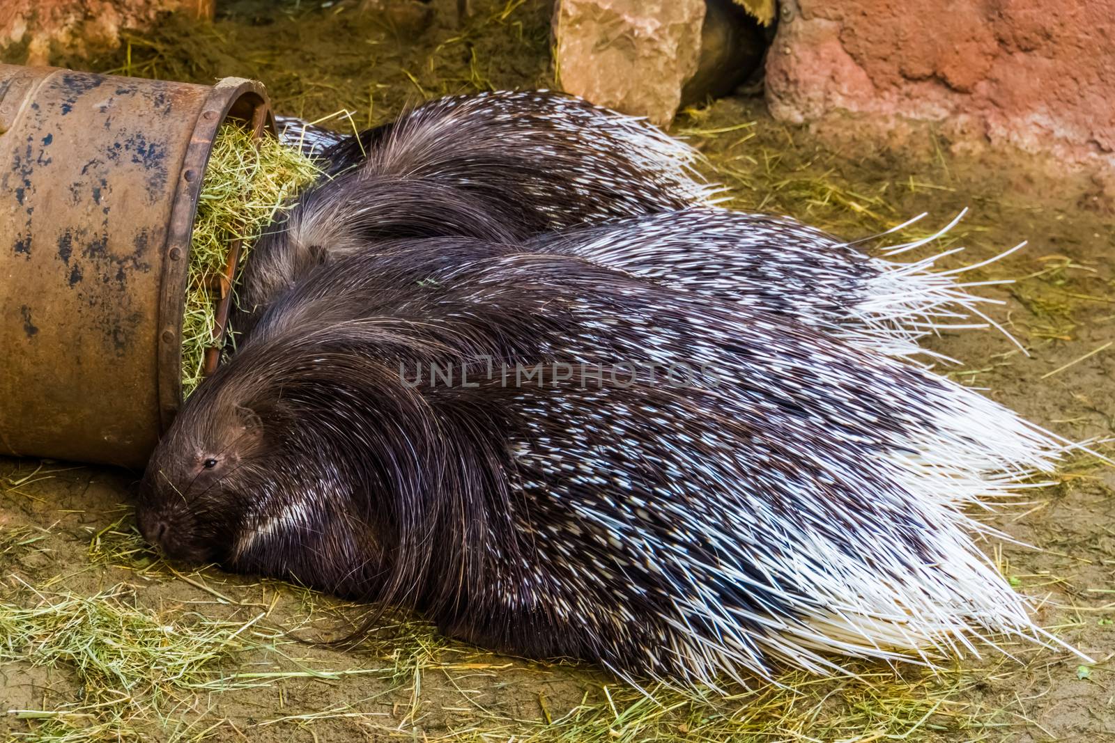 group of indian crested porcupines together in closeup, tropical animal specie from Asia