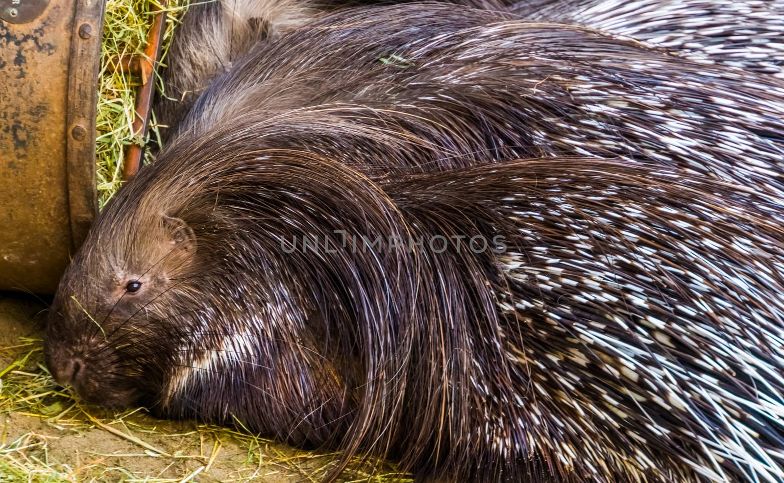 the face of a indian crested porcupine in closeup, popular tropical animal specie from Asia