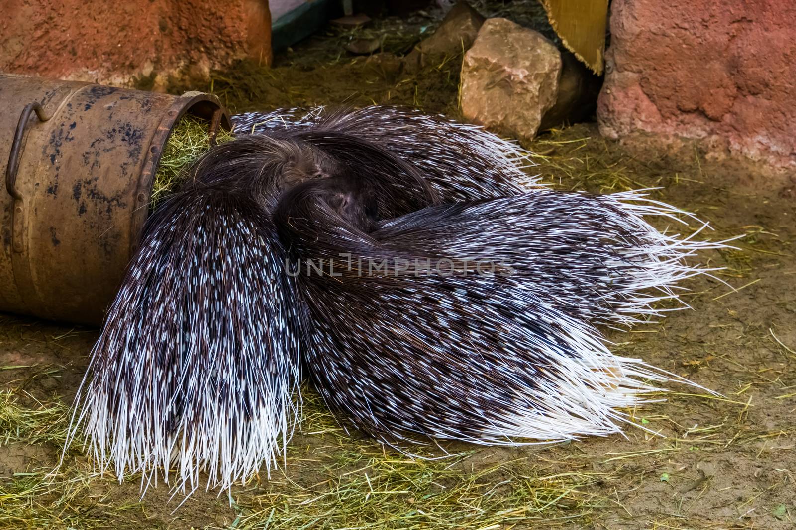 group of indian crested porcupines laying together on the ground, tropical animal specie from Asia