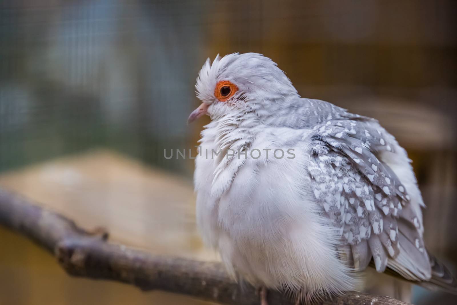 closeup portrait of a white diamond dove, color mutation, popular tropical bird specie from Australia