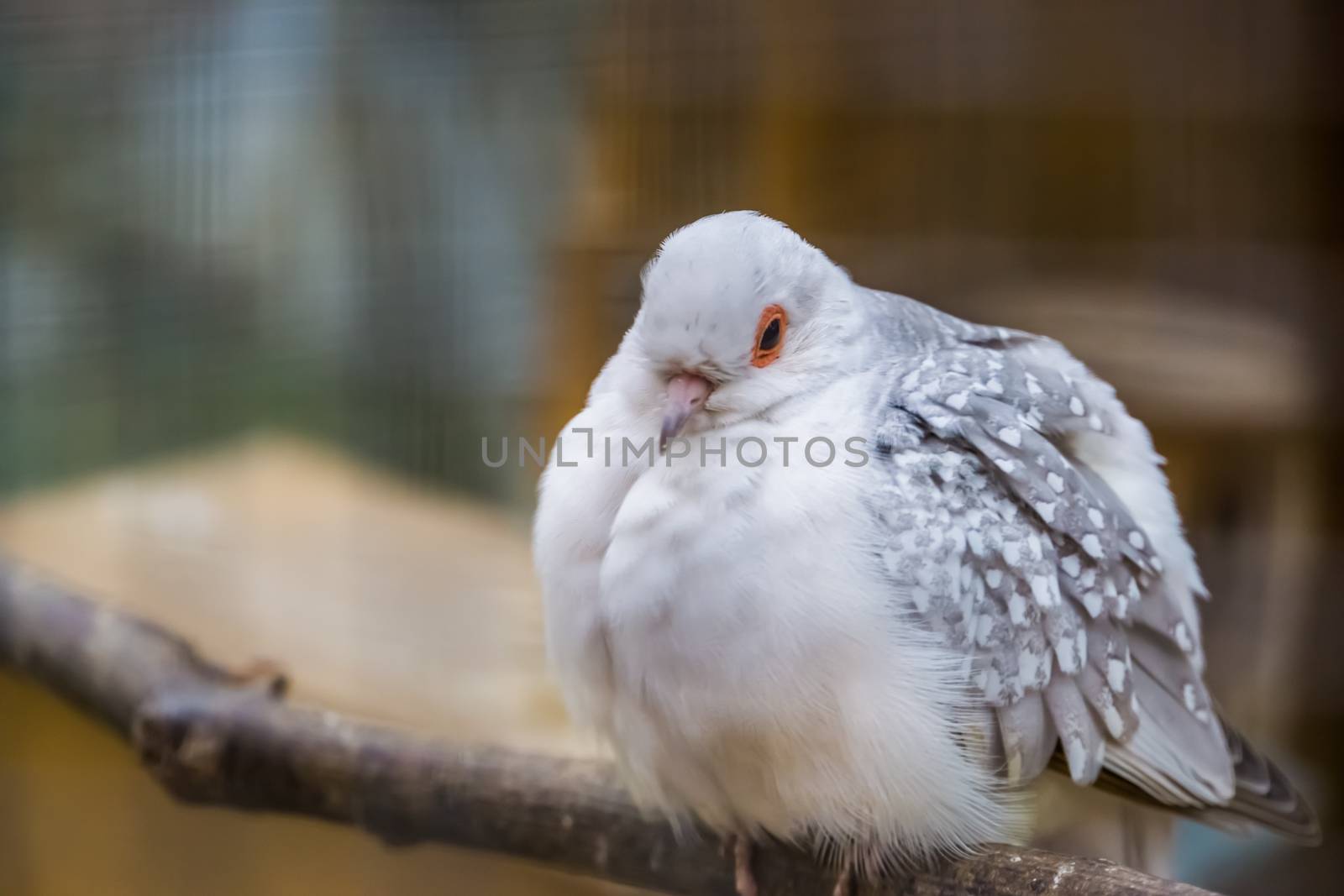 White diamond dove in closeup, color mutation, popular tropical bird specie from Australia by charlottebleijenberg