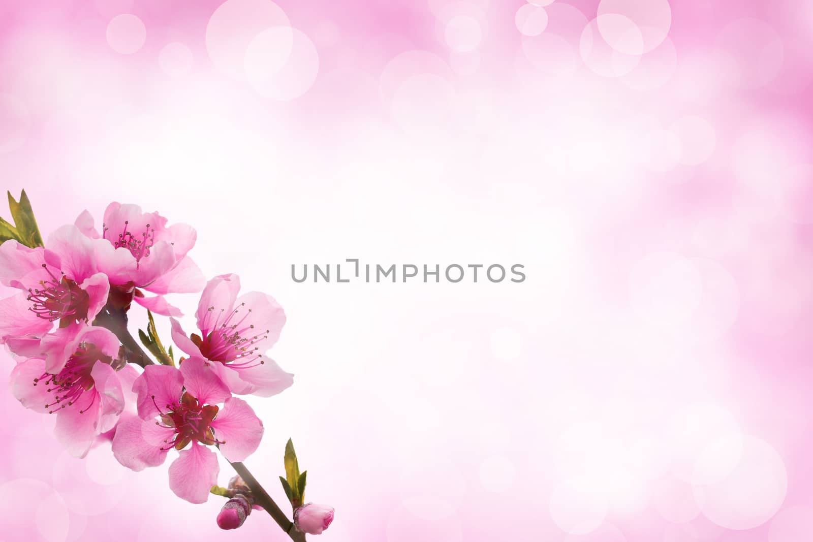 Pink blooming tree branch with bokeh effect. Light floral template with blurred background. Space for copy.