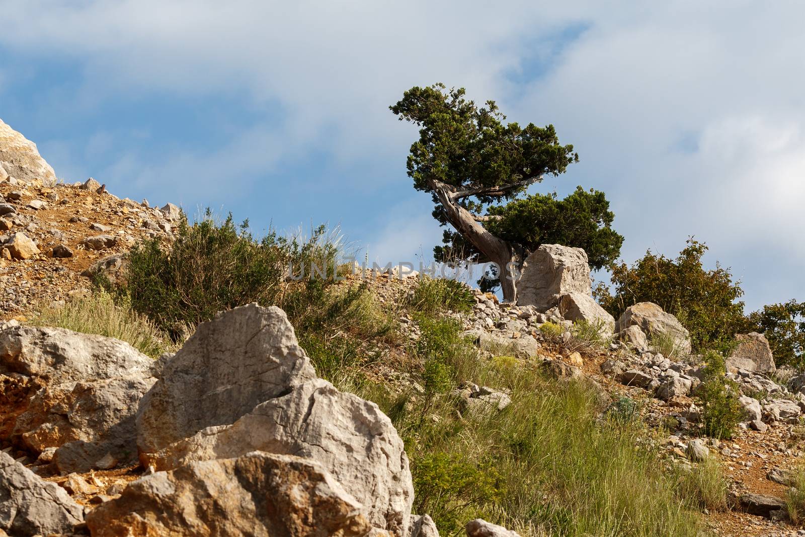 Lonely tree in the rocks against the sky by fogen