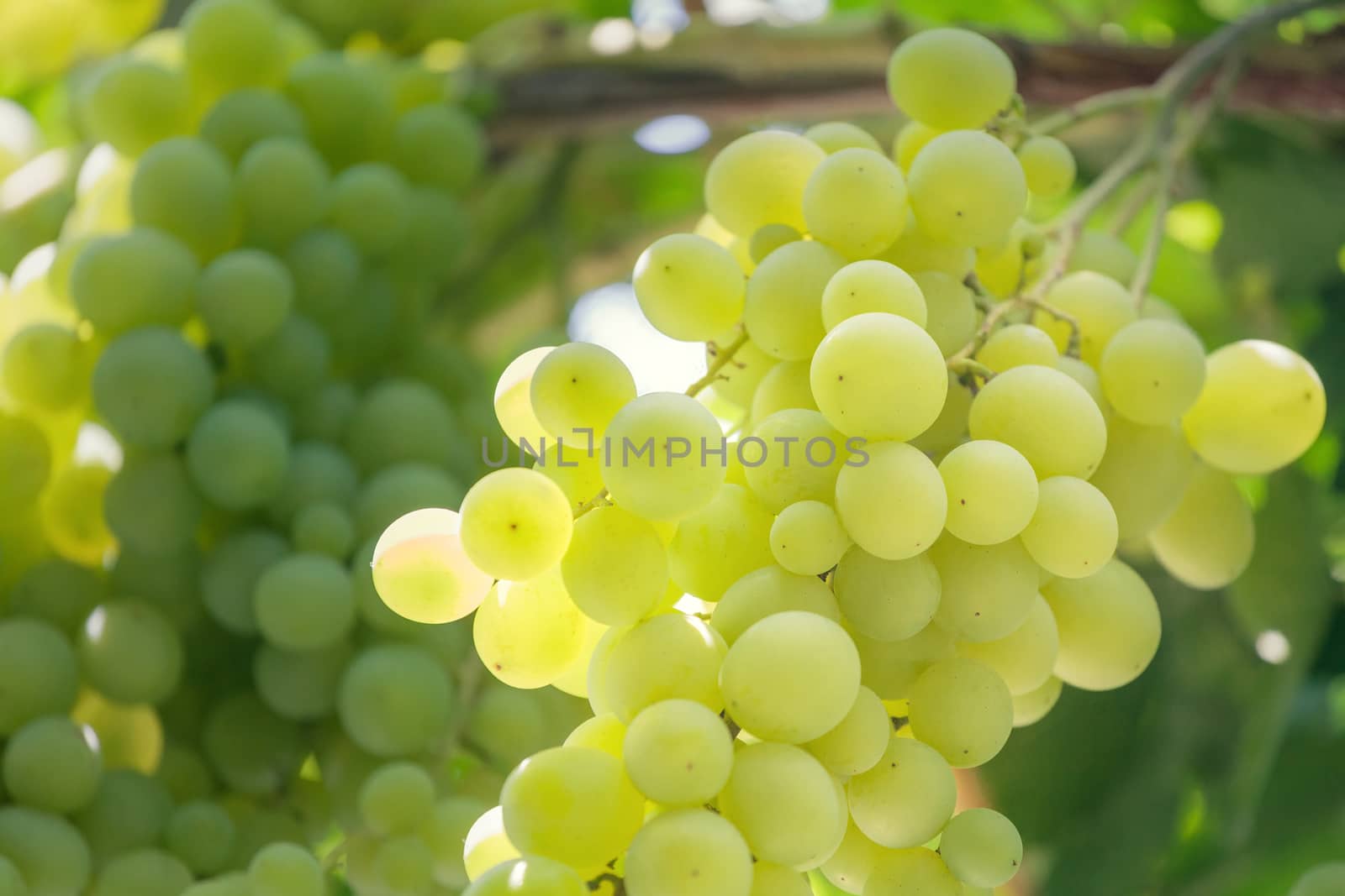 A bunch of ripe, white grapes. Close-up. by fogen