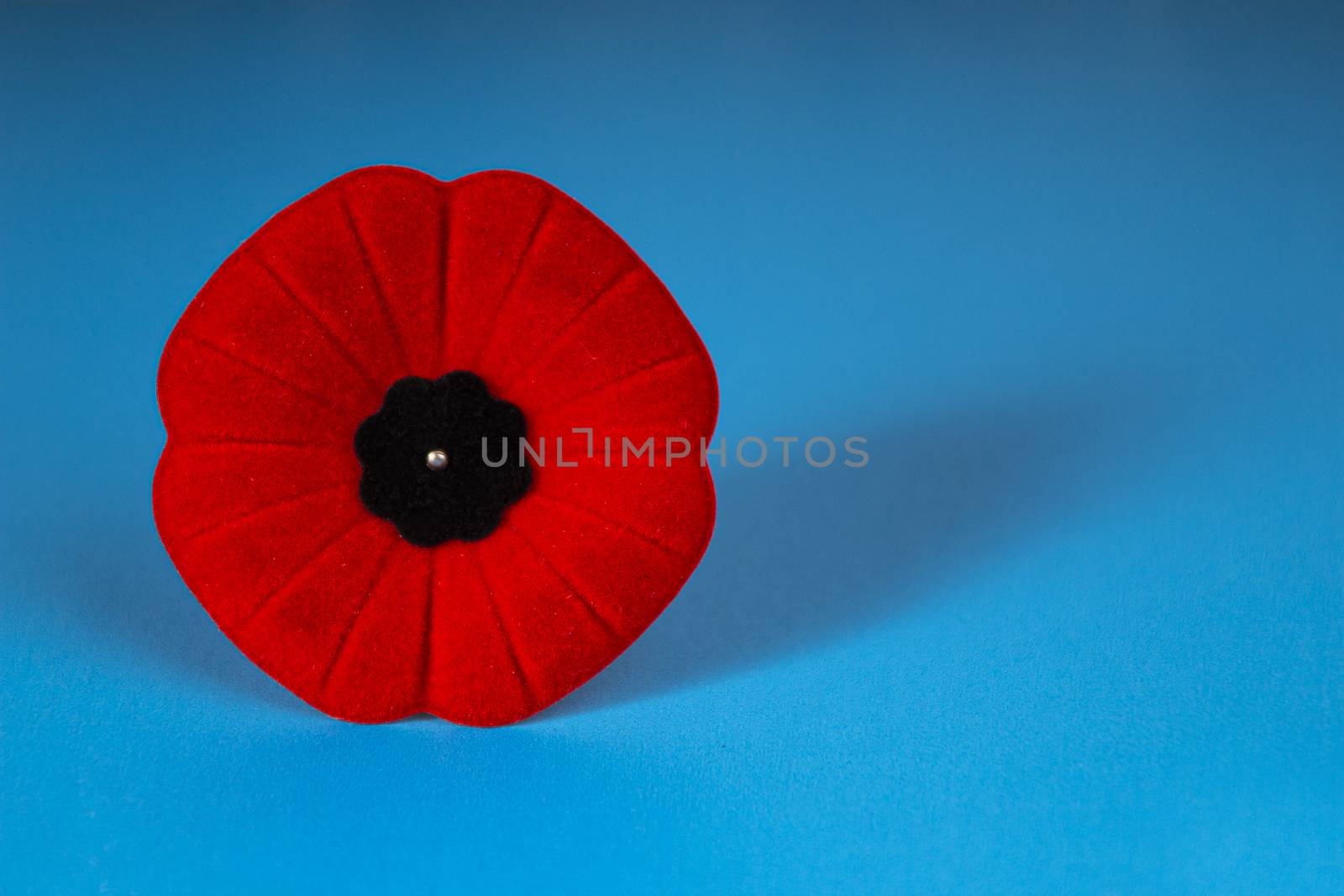 Remembrance Day Poppy Flower with a blue Background
