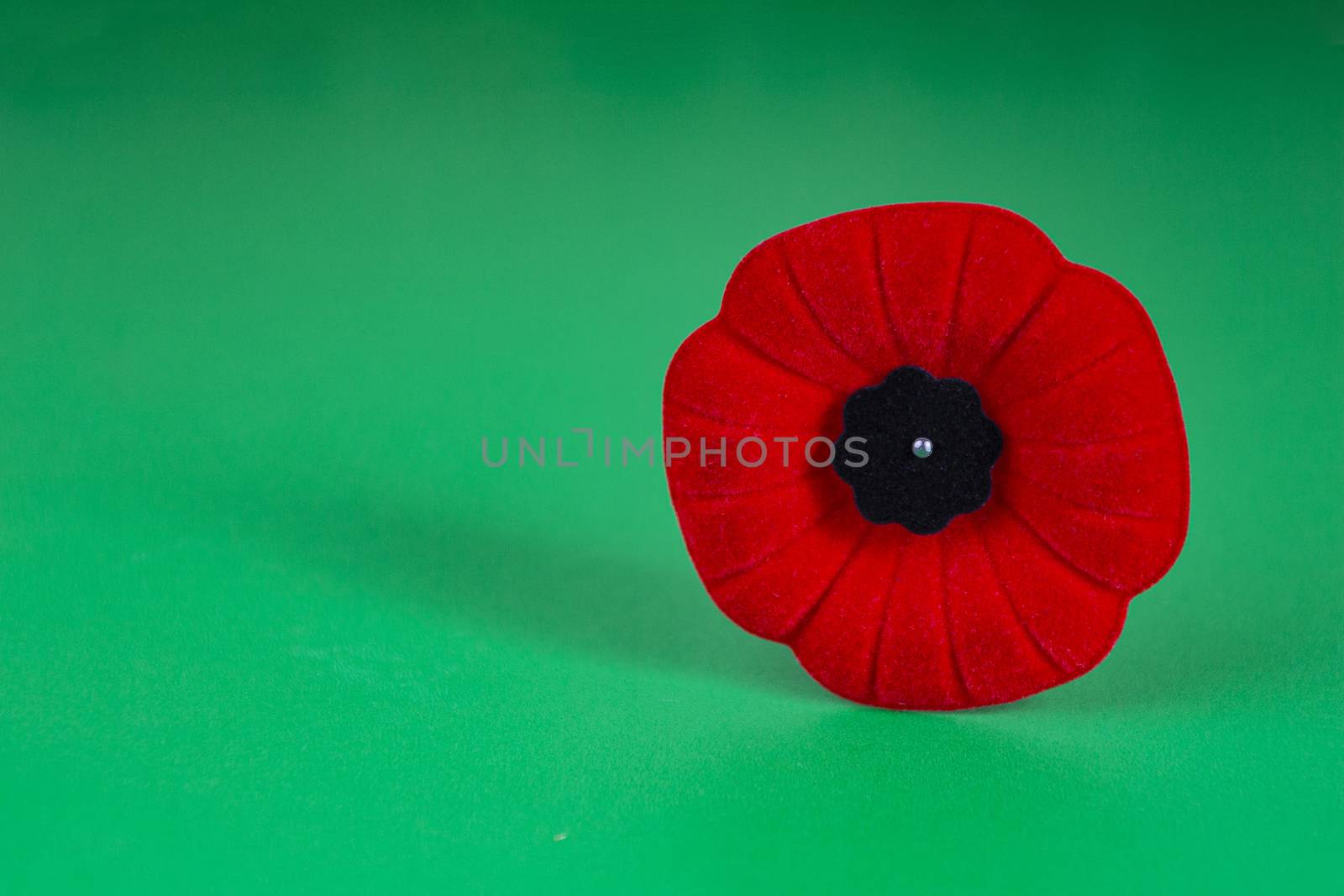Remembrance Day Poppy Flower with a green Background