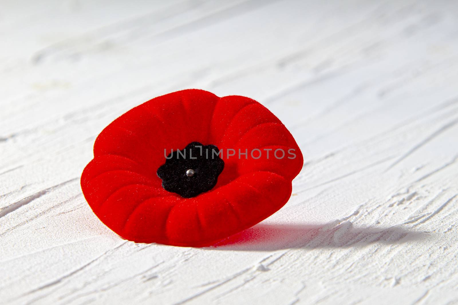 Remembrance Day Poppy Flower with a shadow