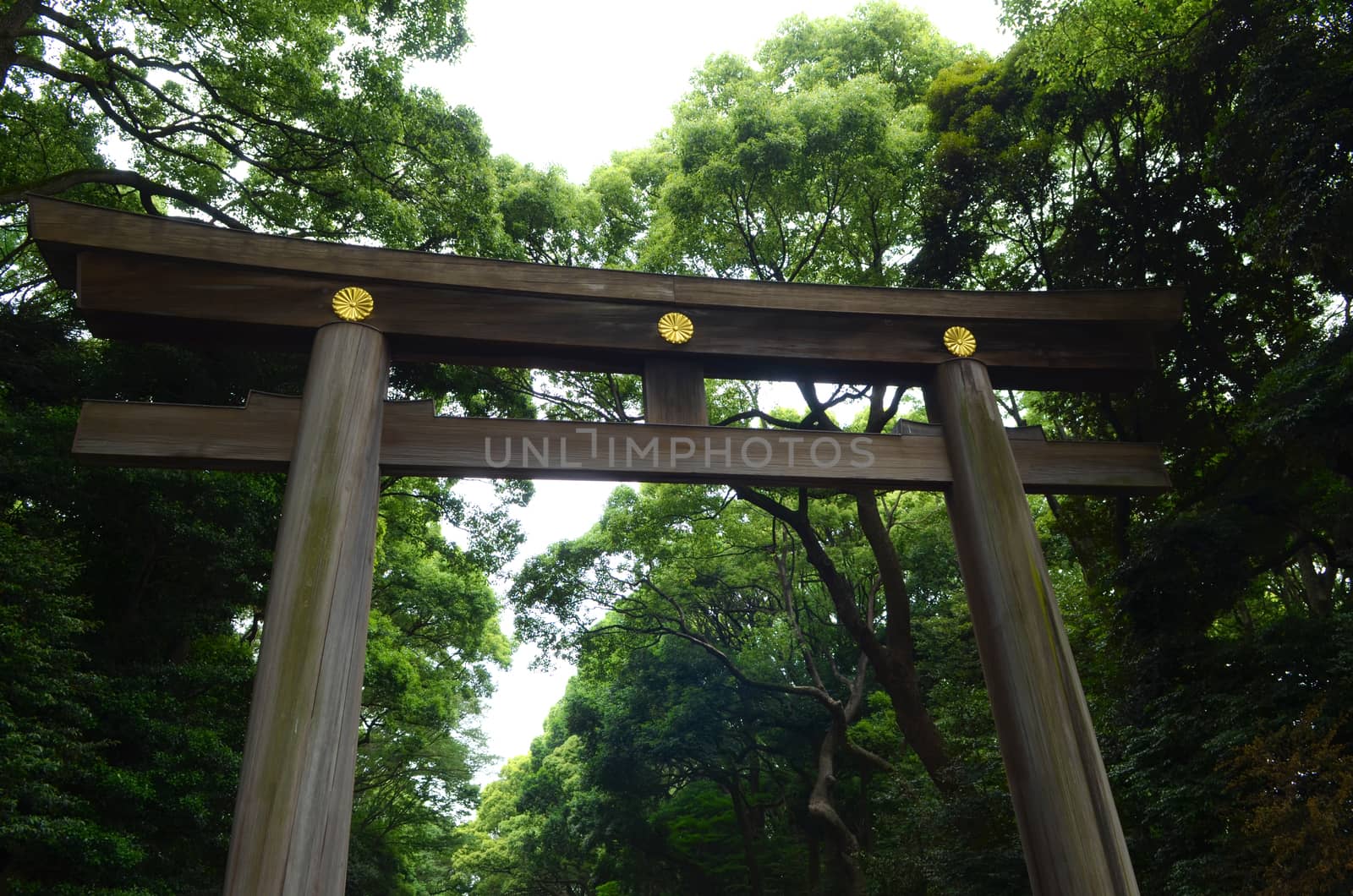 Yoyogi park at Harajuku Tokyo,Japan.