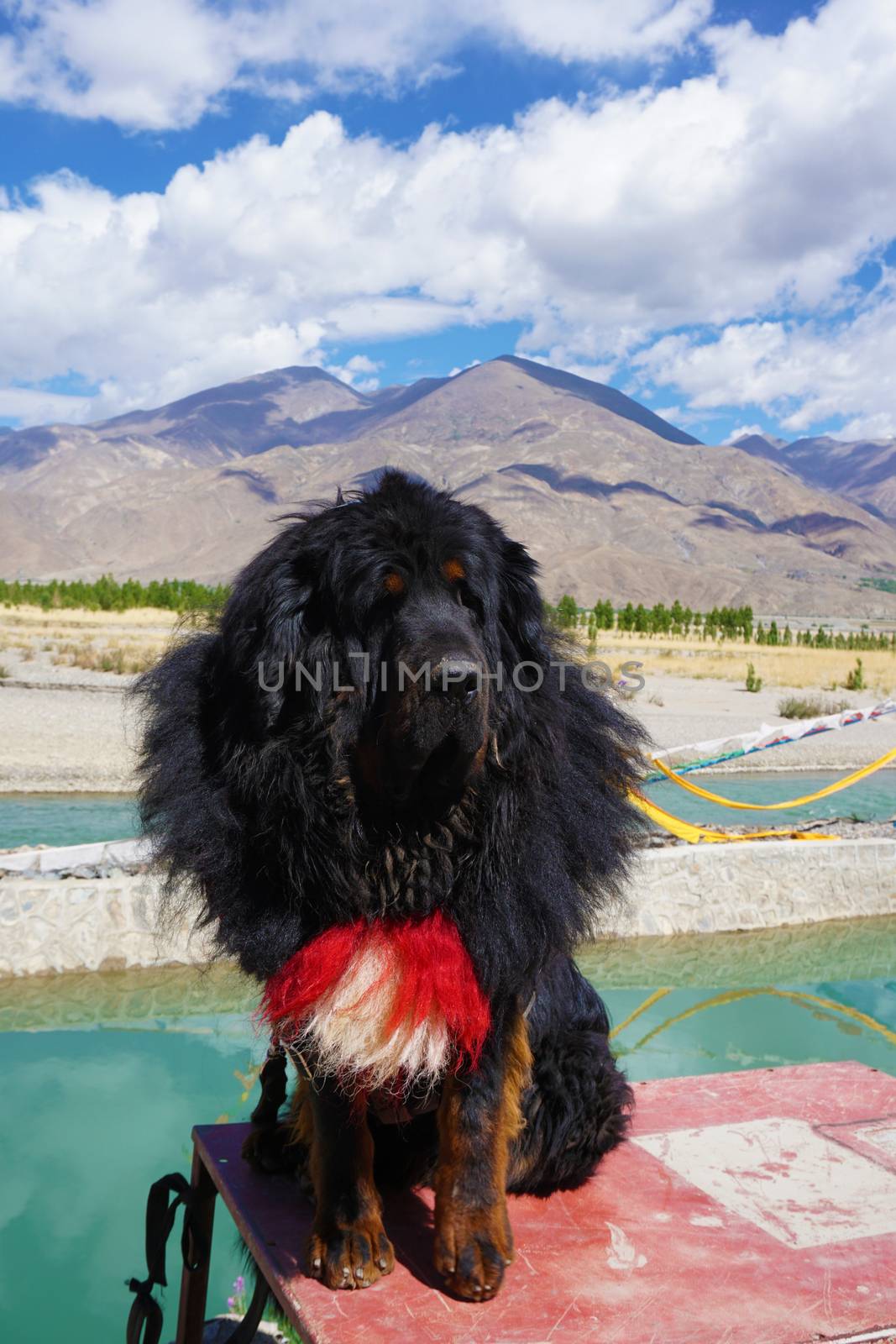 Tibetan mastiff at the Yamdrok lake in Tibet, China