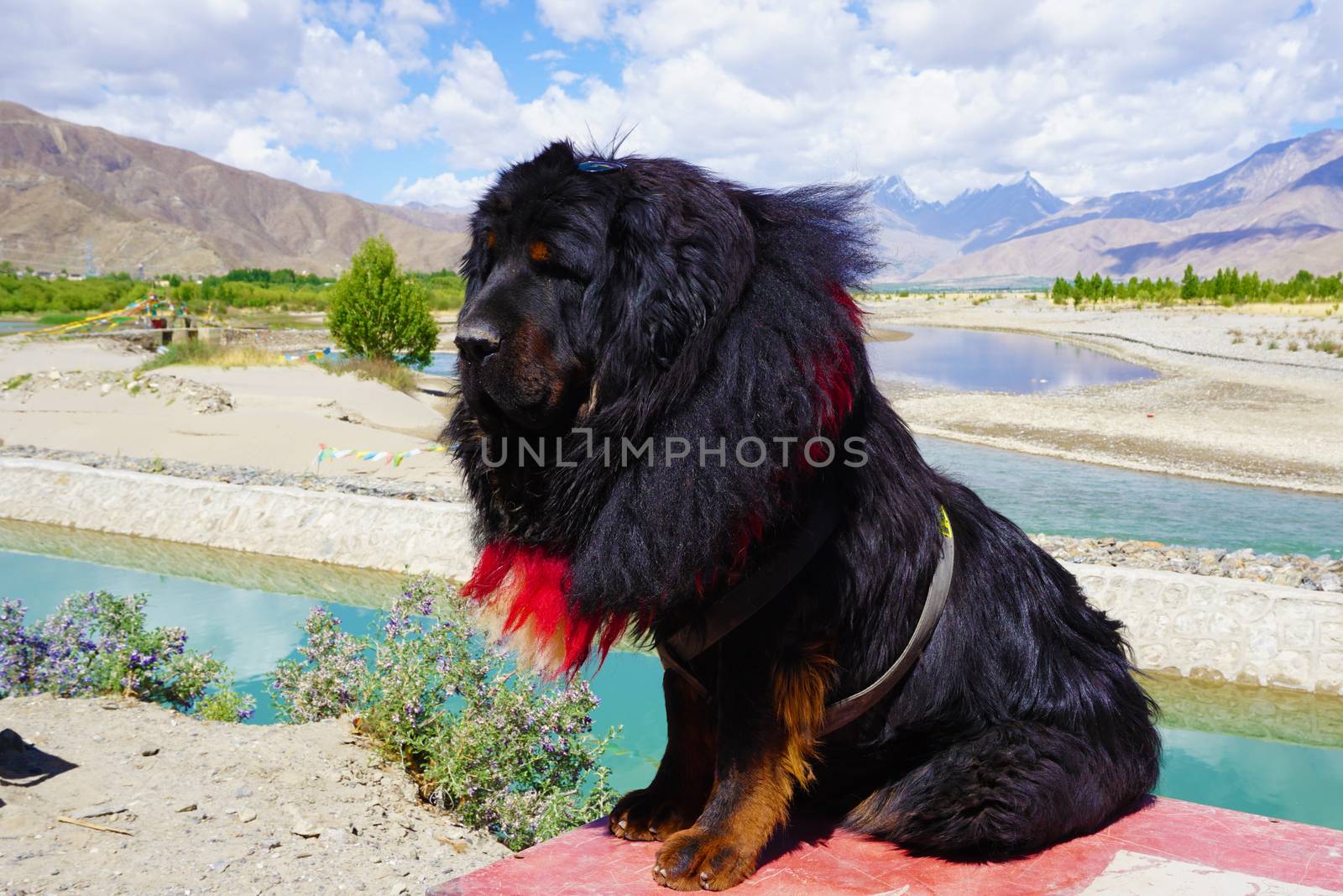 Tibetan mastiff  by yongtick