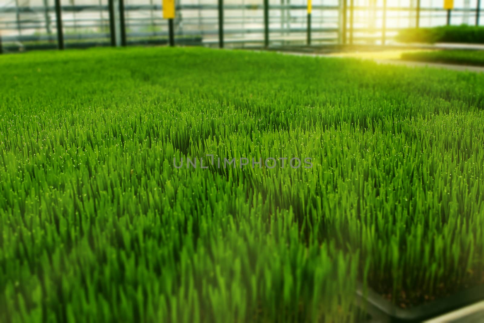 green organic wheat grass growing in green house. Showing several trays of wheat grass and windows in background