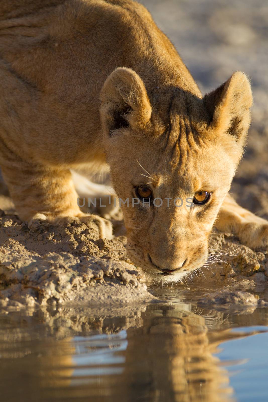 Lion cub drinking water by ozkanzozmen